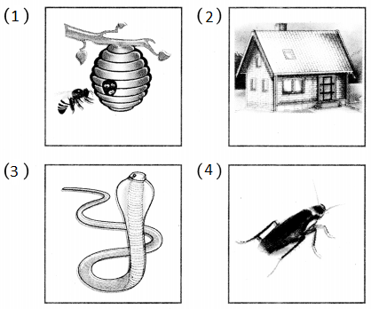 Maharashtra Board Class 5 Hindi Solutions Chapter 13 पहचान हमारी - भाग (२) 3