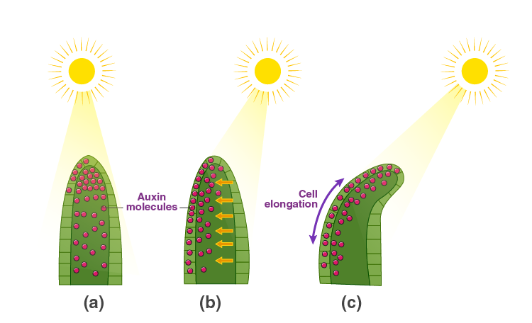 Lakhmir Singh Solutions Class 10 Biology Chapter 2