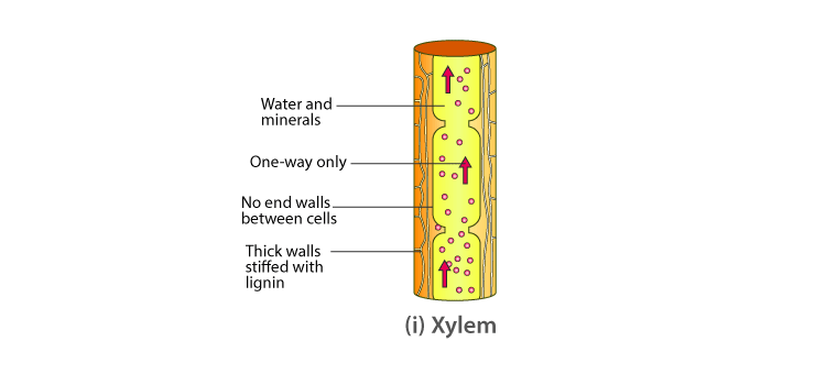Lakhmir Singh Solutions Class 10 Biology Chapter 1