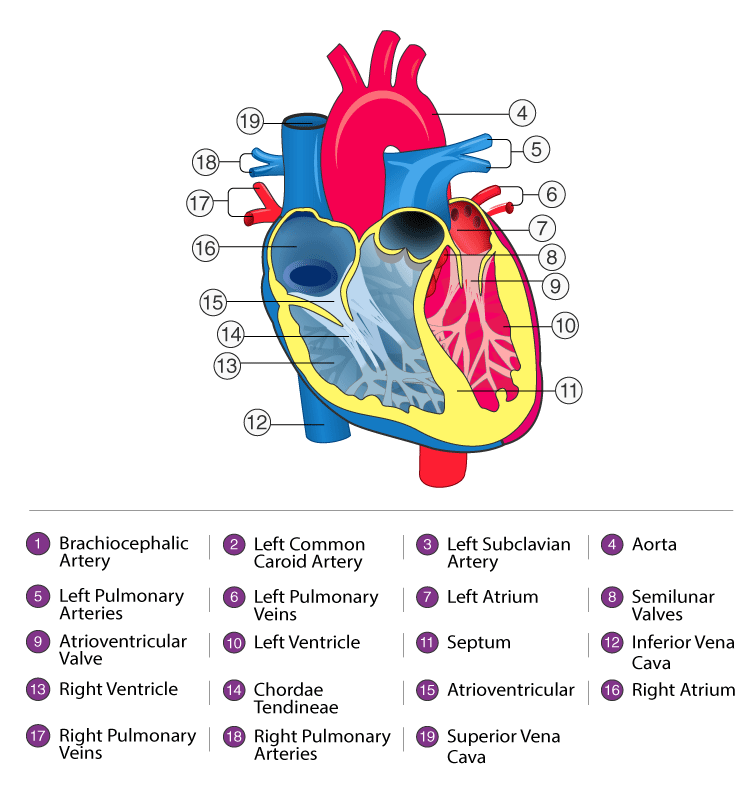 Lakhmir Singh Solutions Class 10 Biology Chapter 1