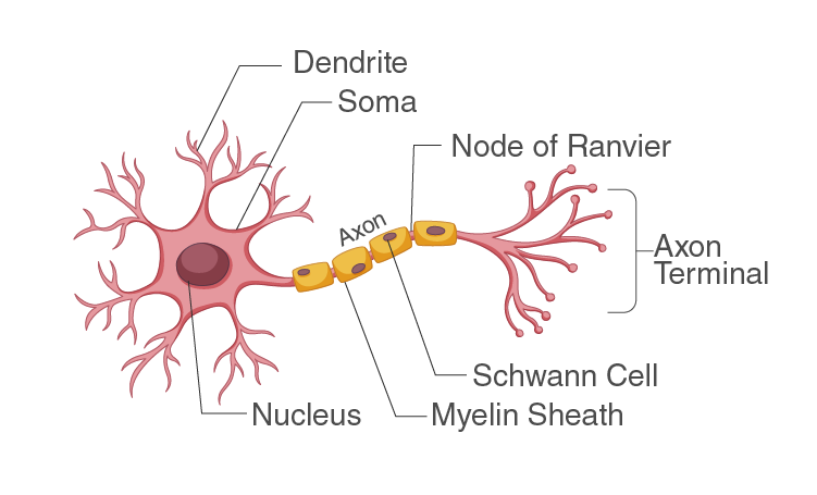 Lakhmir Singh Solutions Class 10 Biology Chapter 2