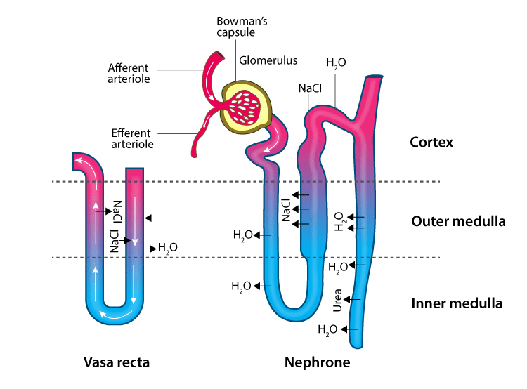Lakhmir Singh Solutions Class 10 Biology Chapter 1