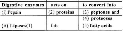 Selina Concise Biology Class 6 ICSE Solutions - Digestive System 5