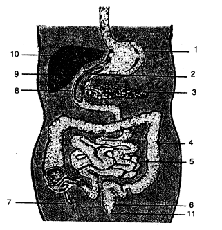 Selina Concise Biology Class 6 ICSE Solutions - Digestive System 6