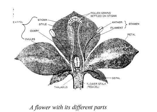 Selina Concise Biology Class 6 ICSE Solutions - The Flower 5