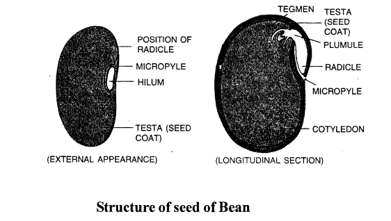 Selina Concise Biology Class 6 ICSE Solutions - The Flower 6