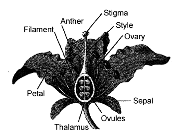Selina Concise Biology Class 6 ICSE Solutions - The Flower 9