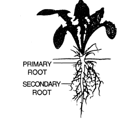 Selina Concise Biology Class 6 ICSE Solutions - The Leaf 1