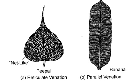 Selina Concise Biology Class 6 ICSE Solutions - The Leaf 4