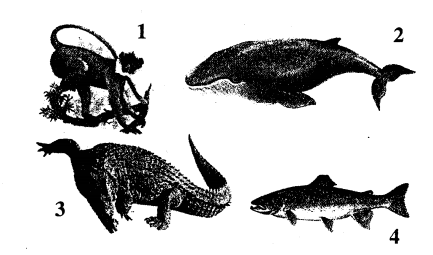 Selina Concise Biology Class 7 ICSE Solutions - Classification of Animals 1