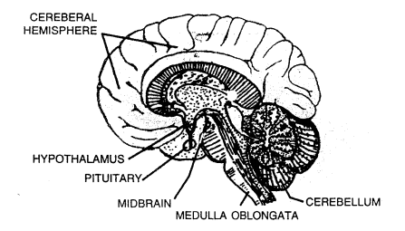 Selina Concise Biology Class 7 ICSE Solutions - Nervous System 3