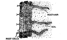 Chapter 1- Transportation in Plants-2