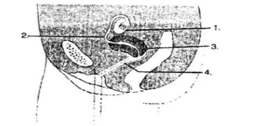 Chapter 3- Reproduction in Humans Chapter 3- Reproduction in Humans-1