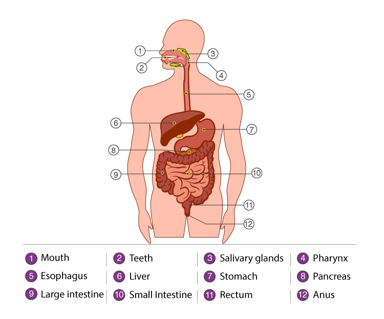 Lakhmir Singh Solutions Class 10 Biology Chapter 1 Lakhmir Singh Class Solutions 10 Biology Chapter 1-6