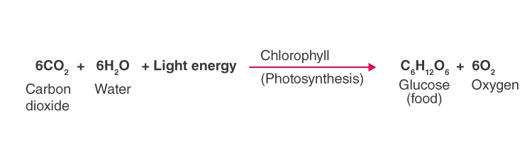Lakhmir Singh Solutions Class 10 Biology Chapter 1 Lakhmir Singh Solutions Class 10 Biology Chapter 1-3