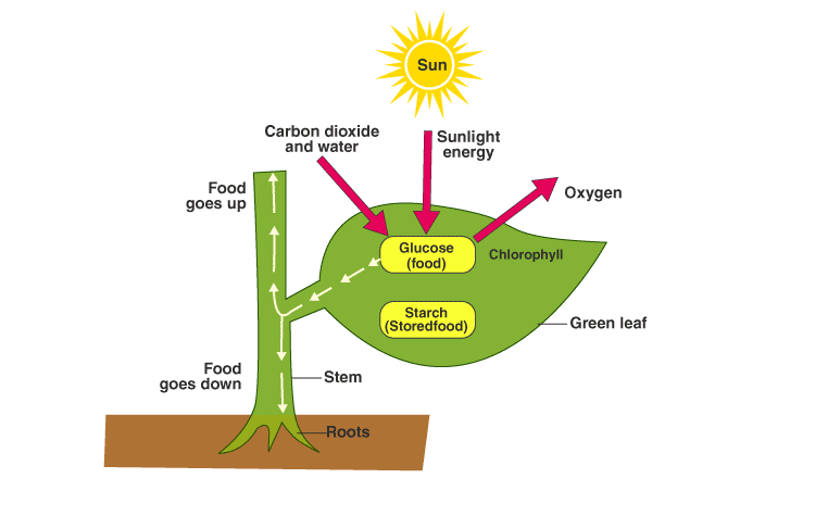 Lakhmir Singh Solutions Class 10 Biology Chapter 1 Lakhmir Singh Solutions Class 10 Biology Chapter 1-4