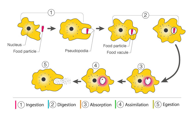 Lakhmir Singh Solutions Class 10 Biology Chapter 1 Lakhmir Singh Solutions Class 10 Biology Chapter 1-5