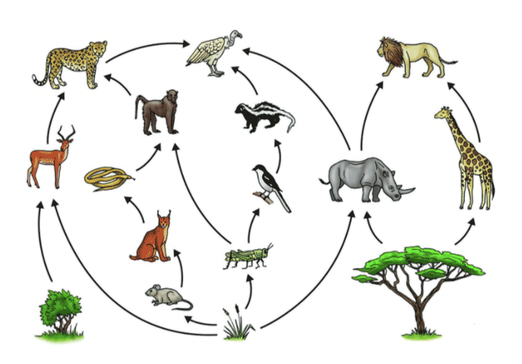 Lakhmir Singh Solutions Class 10 Biology Chapter 5 - 1