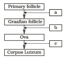 Human Reproduction