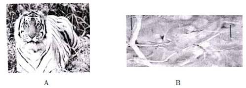 Biodiversity and Conservation