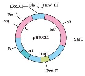 Biotechnology Principles and Processes