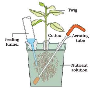 Mineral Nutrition