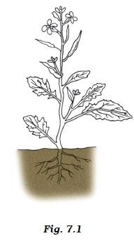 Class 6 Important Questions for Science – Getting to Know Plants