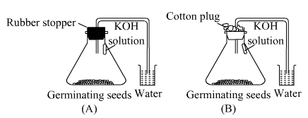 Lakhmir Singh Biology Class 10 Solutions Multiple Choice Questions (MCQs) 12