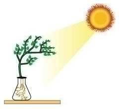 Lakhmir Singh Biology Class 10 Solutions Model Test Paper 2 15