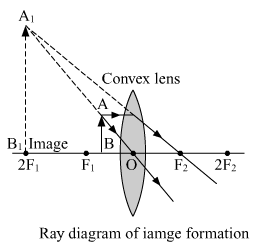 Lakhmir Singh Biology Class 10 Solutions Model Test Paper 2 2