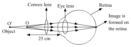 Lakhmir Singh Biology Class 10 Solutions Model Test Paper 3 7